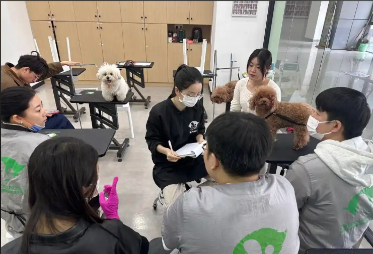 厦门市宠物美容宠物美容培训学校 - 一站式服务